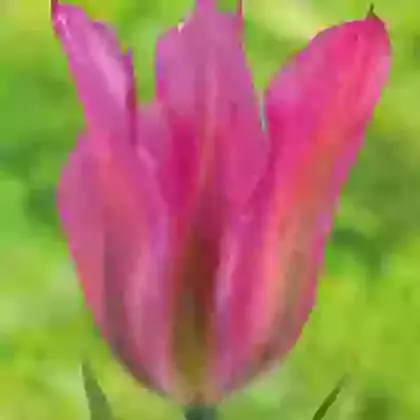 Purple Dance
